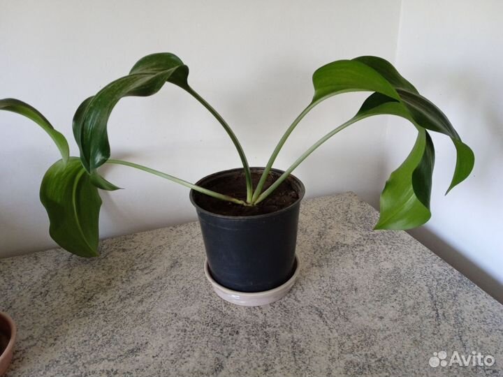 Эухарис амазонская лилия