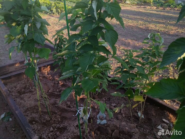 Саженцы малины сорт 