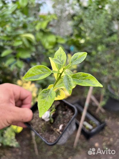 Апельсин Паначе(желтая вариегатность)