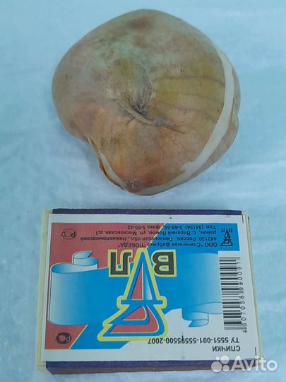 Тюльпан Пати Клоун (луковицы)