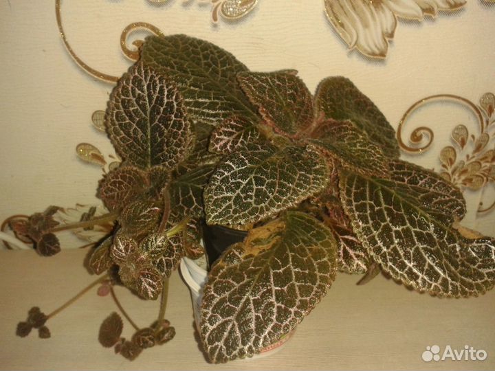 Эписция Стойка для цветов Глоксиния. Толстянка