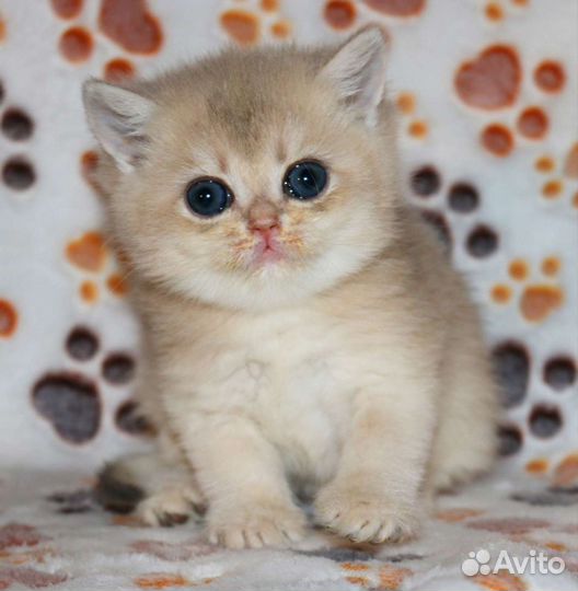Котята золотые британские шиншиллы