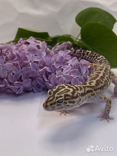 Эублефар самцы (продажа,обмен)