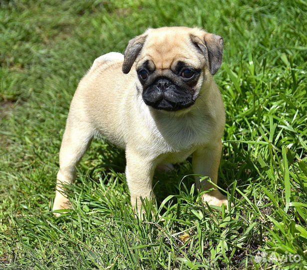 Щенки мопса