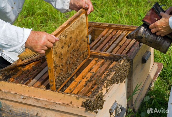 Продам пчел пчелосемьи