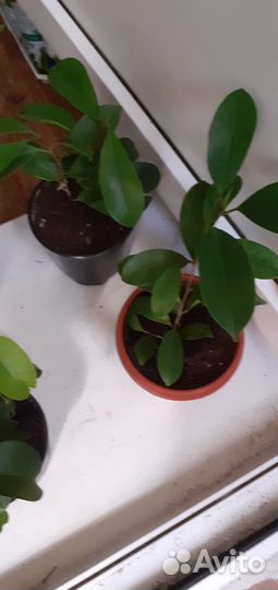 Фикусы Микрокарпа Мокламэ