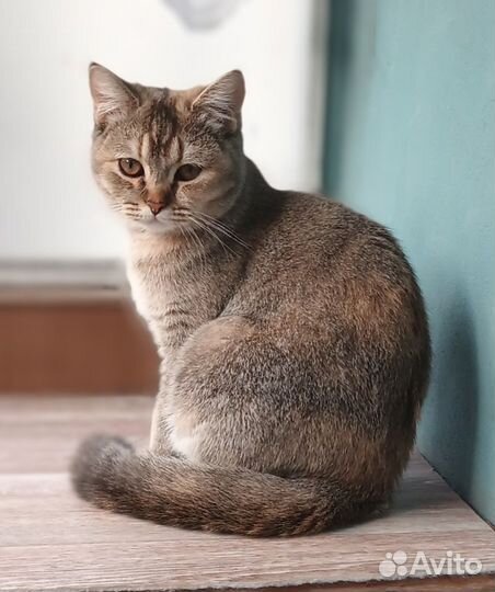 Британская кошка