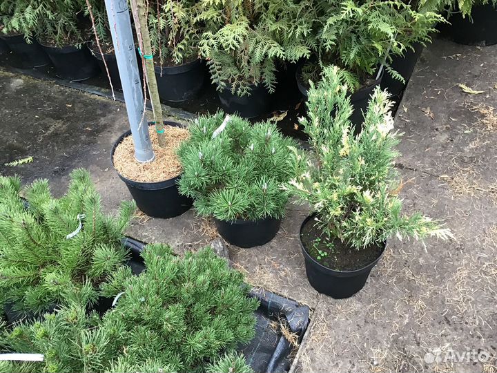 Сосна Горная Пумилио - Pinos Mugo Pumilio