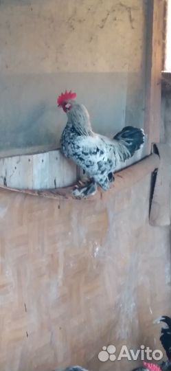 Петушки карликовые бентамки