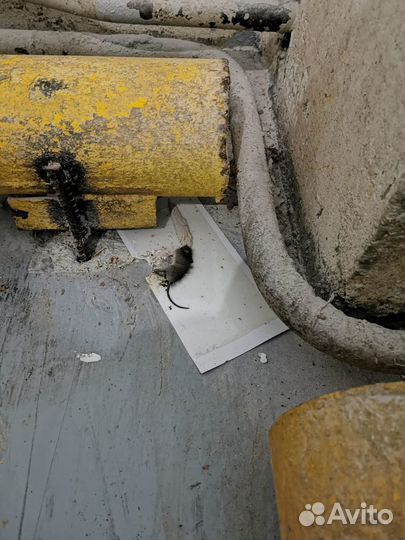 Уничтожение крыс, мышей. Дератизация