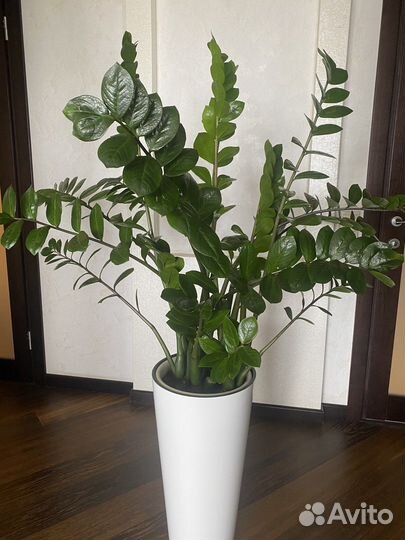 Замиокулькас