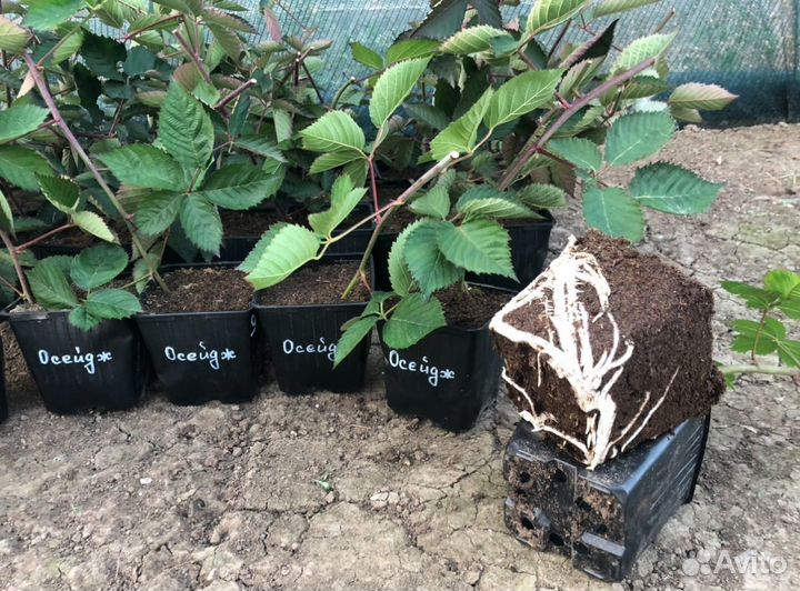 Осейдж сладкая ежевика без колючек (саженцы)