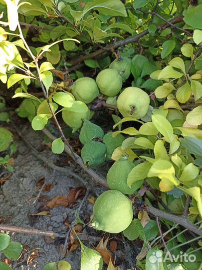 Айва японская или хеномелес, саженцы