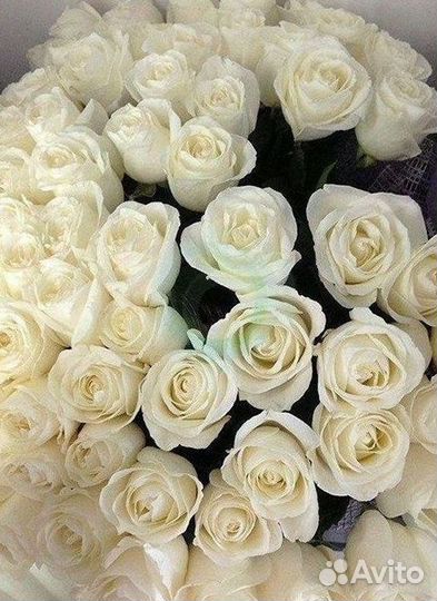 Высокие Розы Гиганты Доставка Круглосуточно