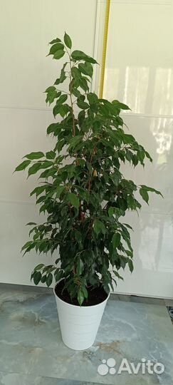 Комнатные растения цветы большие фикус