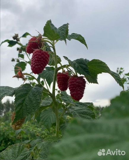 Саженцы ремонтантной малины