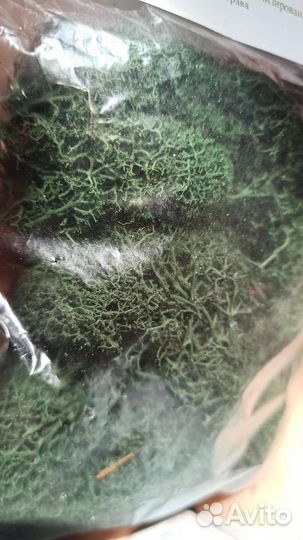 Стабилизированный мох