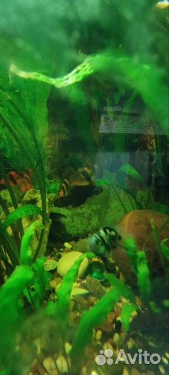 Рыбки цихлицы барбусы сомы все в одни руки