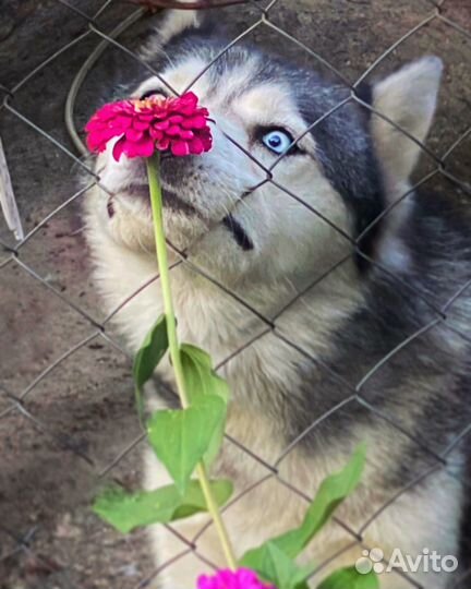 Вязка хаски бесплатно