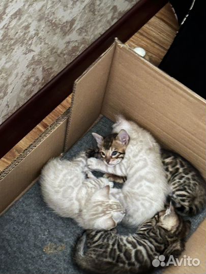 Бенгальские котята