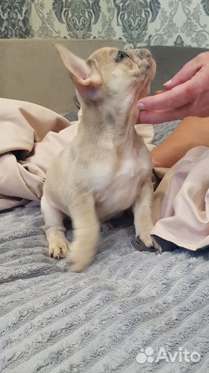 Щенки Французкого бульдога