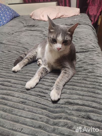 Кошка