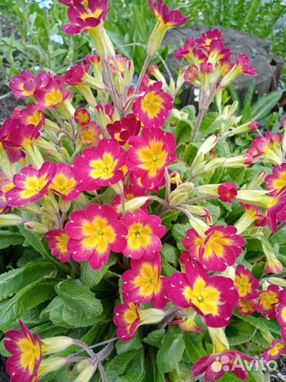 Примулы, гейхеры