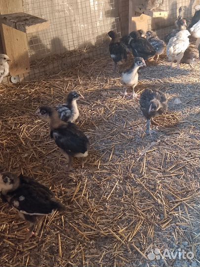 Цыплята породистые