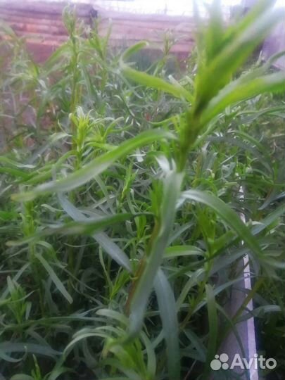 Эстрагон тархун