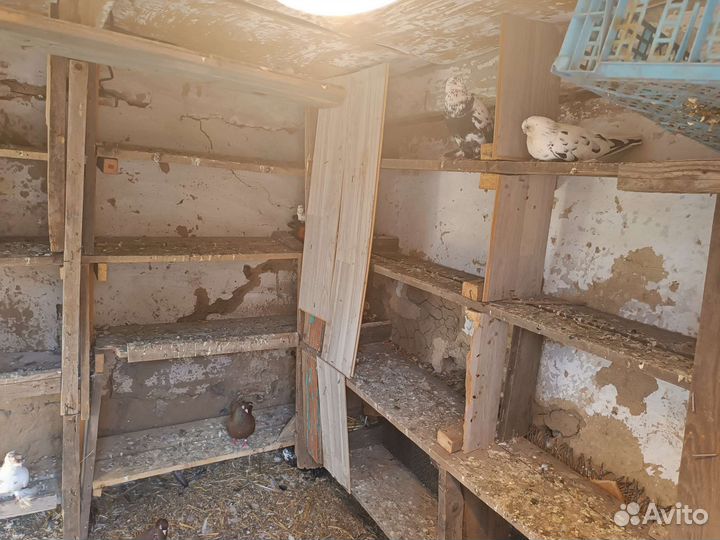 Голуби узбеки продажа