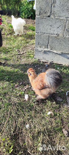 Молодые петухи кохинхин, китайский шелковый