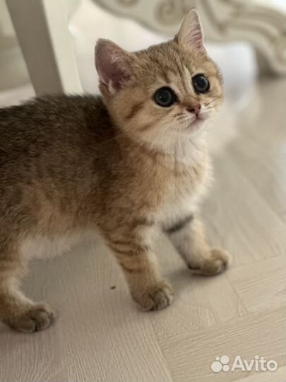 Продается котенок 2 месяца