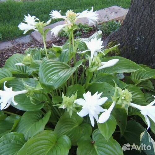 Хосты в ассортименте