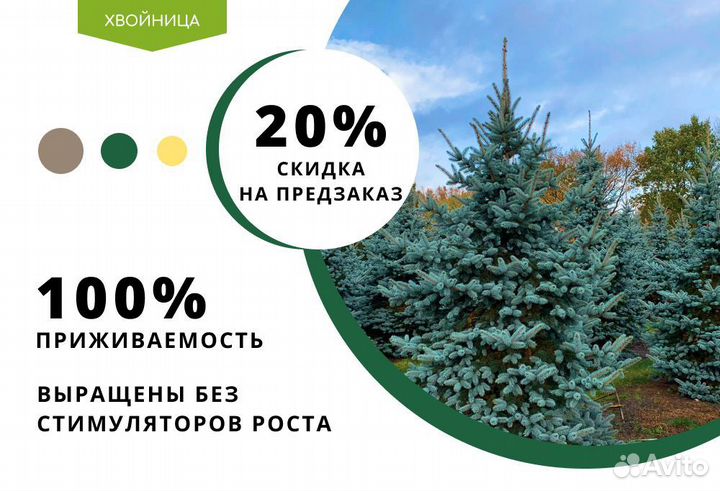 Ель голубая с доставкой