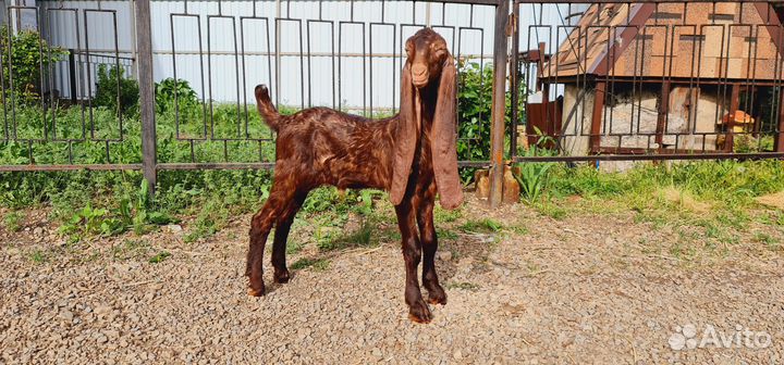 Козы камори