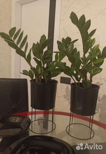 Замиокулькас