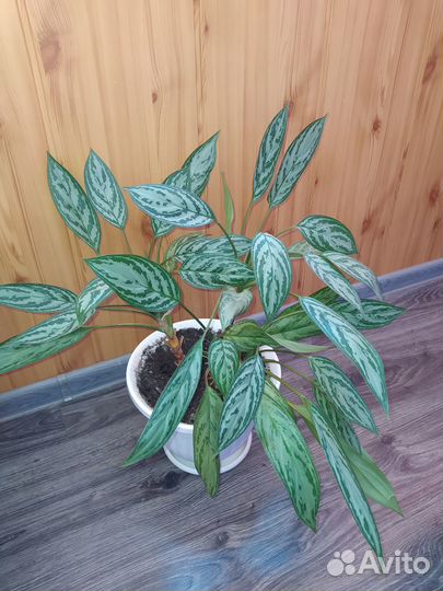 Продам цветы комнатные