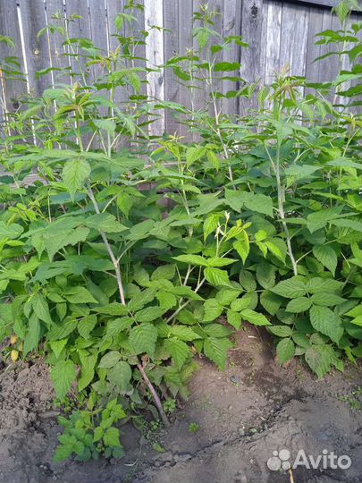 Саженцы малины сорт 