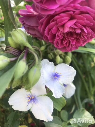 Традесканция садовая