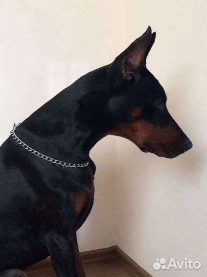 Вязка Доберман