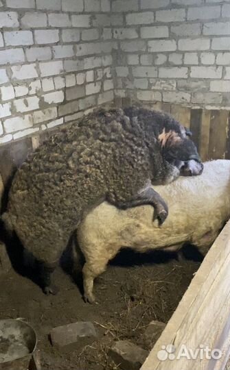 Хряк на племя