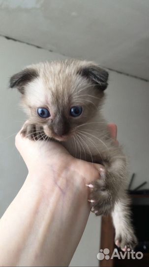 Котята