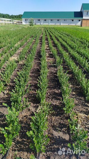 Кизильник блестящий