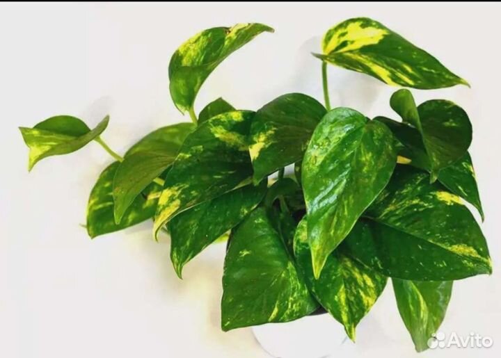 Эпипремнумы (сциндапсусы) разные, Монстера альба