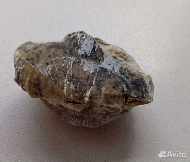 Брахиоподы, окаменелости