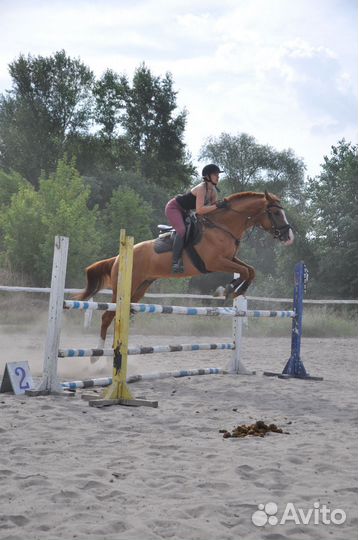 Продам донского мерина