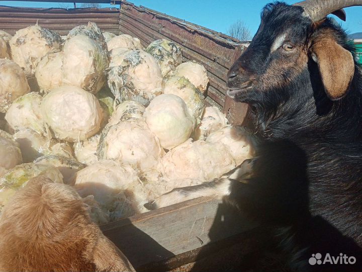 Овцы бараны ягнята продажа