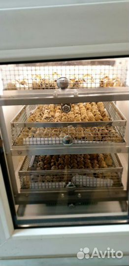 Инкубатор автоматический на 200 куриных яиц