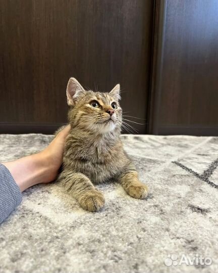 Котенок в добрые руки
