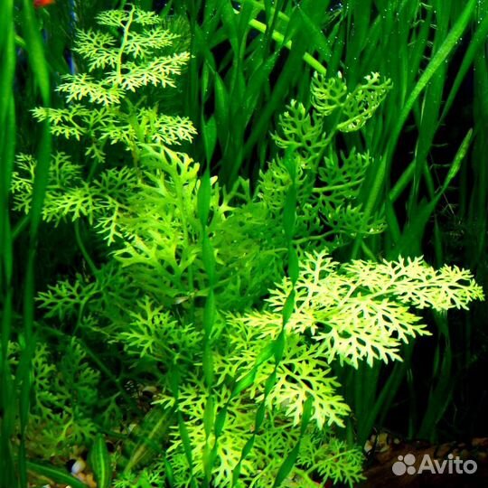 Продаю растения для аквариума